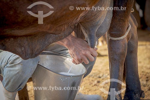  Detail of rural worker milking cow - Guarani city rural zone  - Guarani city - Minas Gerais state (MG) - Brazil