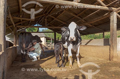  Rural worker milking cow - Guarani city rural zone  - Guarani city - Minas Gerais state (MG) - Brazil