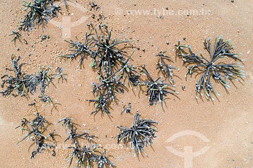  Picture taken with drone of the cactus xiquexique (Pilosocereus gounellei)  - Cabrobo city - Pernambuco state (PE) - Brazil