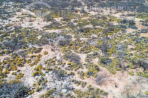  Picture taken with drone of bromelia laciniosa - typical vegetation of caatinga  - Floresta city - Pernambuco state (PE) - Brazil