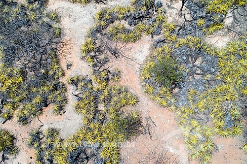  Picture taken with drone of bromelia laciniosa - typical vegetation of caatinga  - Floresta city - Pernambuco state (PE) - Brazil
