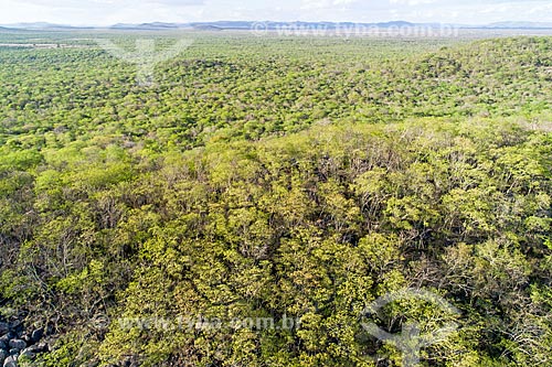  Picture taken with drone of the typical vegetation of caatinga after a little rain  - Custodia city - Pernambuco state (PE) - Brazil