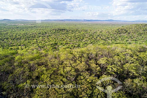  Picture taken with drone of the typical vegetation of caatinga after a little rain  - Custodia city - Pernambuco state (PE) - Brazil