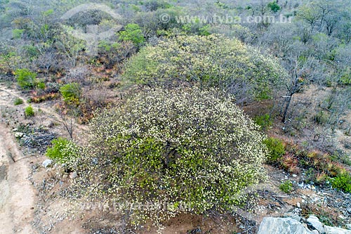  Picture taken with drone of brazil plum (Spondias tuberosa L.) flowery  - Custodia city - Pernambuco state (PE) - Brazil