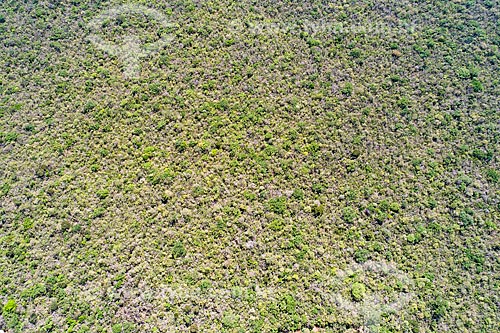  Picture taken with drone of the typical vegetation of caatinga after a little rain  - Floresta city - Pernambuco state (PE) - Brazil