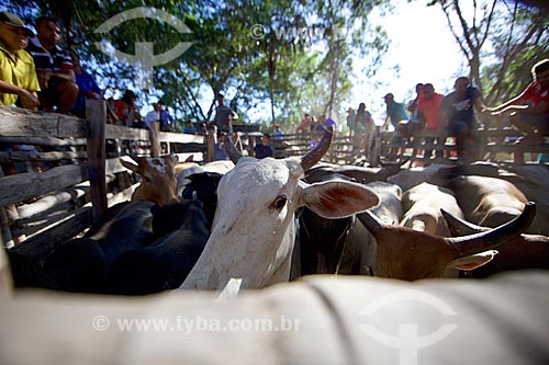 Detail of cattle - corral before of the cultural manifestation known as ox handle in the bush  - Demerval Lobao city - Piaui state (PI) - Brazil
