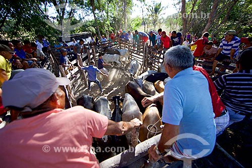  Men lacing cattle - corral before of the cultural manifestation known as ox handle in the bush  - Demerval Lobao city - Piaui state (PI) - Brazil