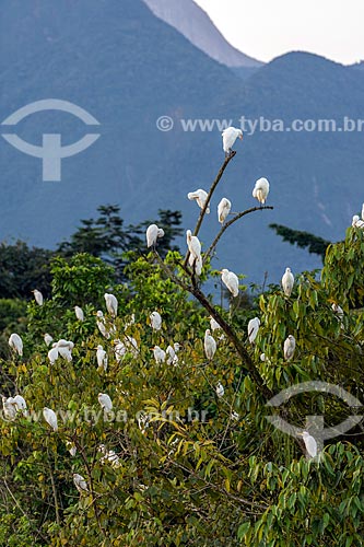  Great egret (Ardea alba) - Guapiacu Ecological Reserve  - Cachoeiras de Macacu city - Rio de Janeiro state (RJ) - Brazil