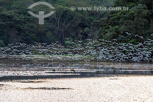  General view of lake of Guapiacu Ecological Reserve with snowy egret (Egretta thula) bunch  - Cachoeiras de Macacu city - Rio de Janeiro state (RJ) - Brazil