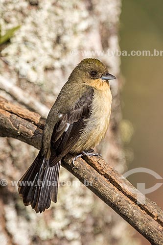  Detail of black-goggled Tanager (Lanio melanops) - Itatiaia National Park  - Itatiaia city - Rio de Janeiro state (RJ) - Brazil