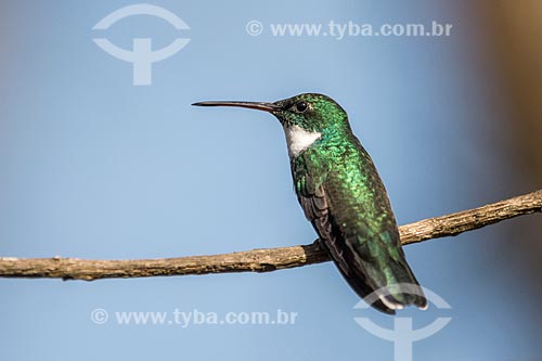  Detail of white-throated hummingbird (Leucochloris albicollis) - Itatiaia National Park  - Itatiaia city - Rio de Janeiro state (RJ) - Brazil