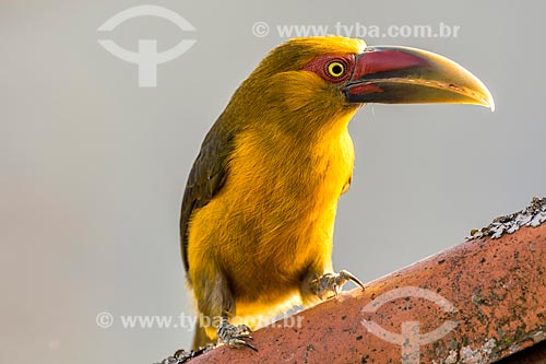  Detail of saffron toucanet (Pteroglossus bailloni) - Itatiaia National Park  - Itatiaia city - Rio de Janeiro state (RJ) - Brazil