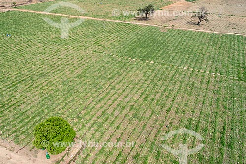  Picture taken with drone of watermelon (Citrullus lanatus) plantation irrigated with water collected from the São Francisco River  - Cabrobo city - Pernambuco state (PE) - Brazil