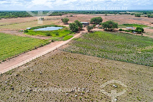  Picture taken with drone of the farm with goat (Capra aegagrus hircus) in the pasture  - Cabrobo city - Pernambuco state (PE) - Brazil