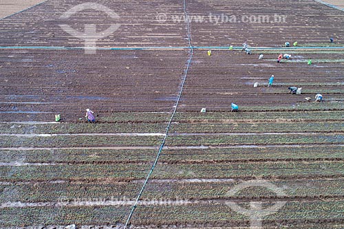  Picture taken with drone of rural workers - onion plantation irrigated with water collected from the São Francisco River  - Cabrobo city - Pernambuco state (PE) - Brazil