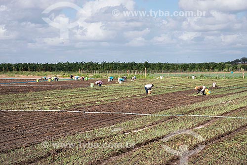  Rural workers - onion plantation irrigated with water collected from the São Francisco River  - Cabrobo city - Pernambuco state (PE) - Brazil