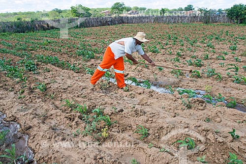  Rural worker - corn plantation irrigated with water collected from the São Francisco River  - Custodia city - Pernambuco state (PE) - Brazil