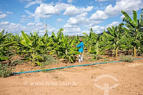  Banana plantation irrigated with water collected from the São Francisco River  - Custodia city - Pernambuco state (PE) - Brazil