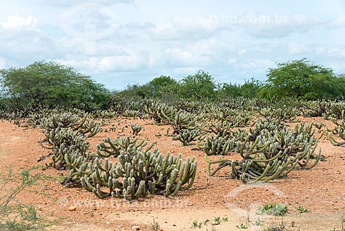 View of cactus - typical vegetation of caatinga  - Cabrobo city - Pernambuco state (PE) - Brazil