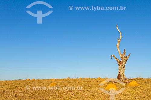  Typical vegetation of cerrado - Guarani city rural zone  - Guarani city - Minas Gerais state (MG) - Brazil