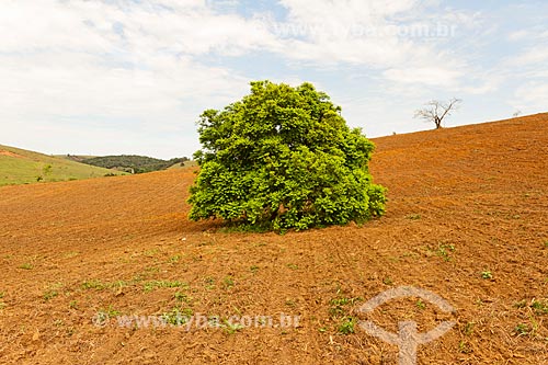  Tree amid the corn plantation - Guarani city rural zone  - Guarani city - Minas Gerais state (MG) - Brazil