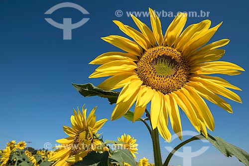  Detail of sunflower (Helianthus annuus) in plantation  - Rio Claro city - Sao Paulo state (SP) - Brazil