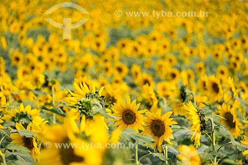  Sunflower (Helianthus annuus) plantation  - Rio Claro city - Sao Paulo state (SP) - Brazil