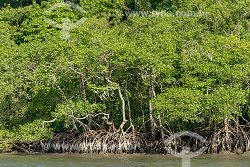  Typical vegetation of mangrove near to Guaraquecaba city  - Guaraquecaba city - Parana state (PR) - Brazil