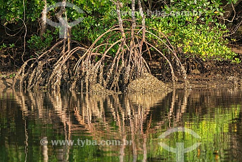  Detail of root - typical vegetation of mangrove near to Guaraquecaba city  - Guaraquecaba city - Parana state (PR) - Brazil