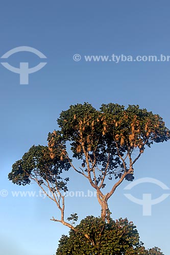  Nests of golden-winged Cacique (Cacicus chrysopterus) - Anavilhanas National Park  - Novo Airao city - Amazonas state (AM) - Brazil