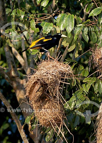  Detail of nest of golden-winged Cacique (Cacicus chrysopterus) - Anavilhanas National Park  - Novo Airao city - Amazonas state (AM) - Brazil