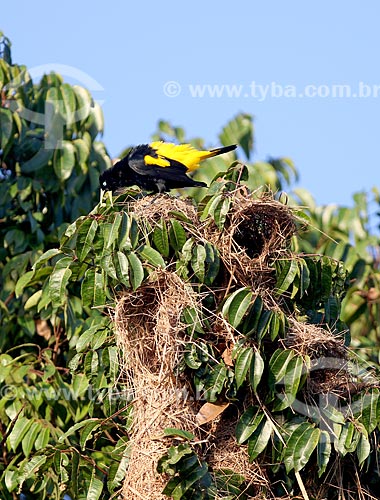  Detail of nests of golden-winged Cacique (Cacicus chrysopterus) - Anavilhanas National Park  - Novo Airao city - Amazonas state (AM) - Brazil
