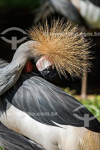  Detail of black crowned crane (Balearica pavonina) - Aves Park (Birds Park)  - Foz do Iguacu city - Parana state (PR) - Brazil