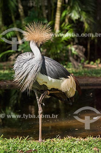  Detail of demoiselle crane (Grus virgo) - Aves Park (Birds Park)  - Foz do Iguacu city - Parana state (PR) - Brazil