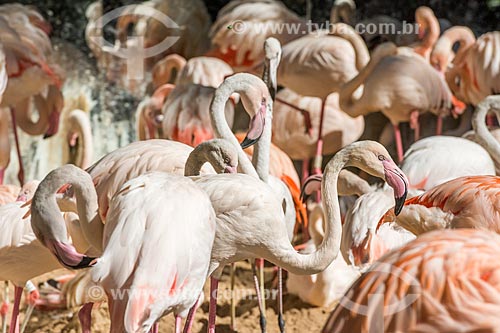  Chilean flamingo (Phoenicopterus chilensis) bunch - Aves Park (Birds Park)  - Foz do Iguacu city - Parana state (PR) - Brazil