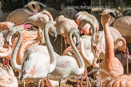  Chilean flamingo (Phoenicopterus chilensis) bunch - Aves Park (Birds Park)  - Foz do Iguacu city - Parana state (PR) - Brazil