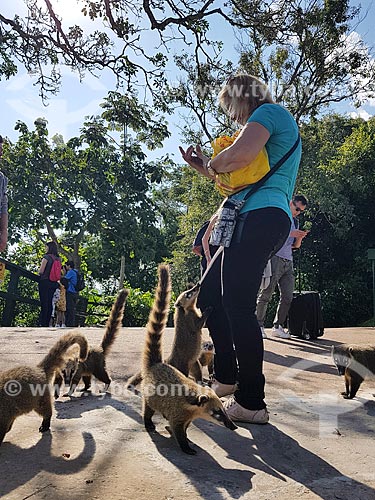  Tourists feeding ring-tailed coatis (Nasua nasua) - Iguassu National Park  - Foz do Iguacu city - Parana state (PR) - Brazil