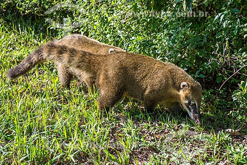  Detail of ring-tailed coati (Nasua nasua) - Iguassu National Park  - Foz do Iguacu city - Parana state (PR) - Brazil