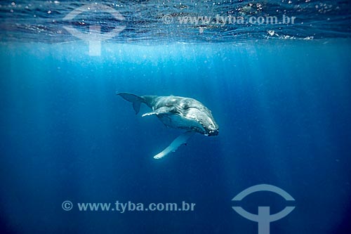  Humpback whale
  - Vavau district - Kingdom of Tonga