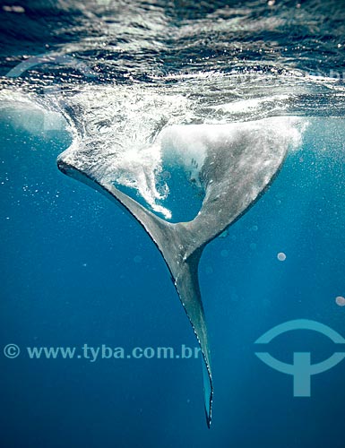  Tail of Humpback whale
  - Vavau district - Kingdom of Tonga