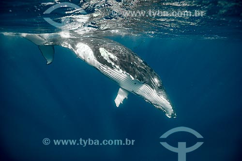  Humpback whale
  - Vavau district - Kingdom of Tonga