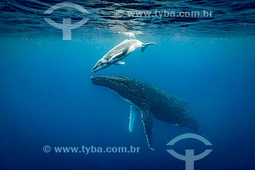  Humpback whales
  - Vavau district - Kingdom of Tonga