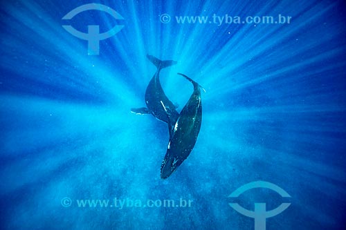  Humpback whales
  - Vavau district - Kingdom of Tonga