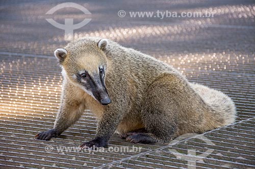  Detail of ring-tailed coati (Nasua nasua) - Porto Canoas - Iguassu National Park  - Foz do Iguacu city - Parana state (PR) - Brazil