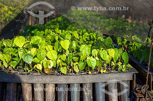  Detail of seedlings in nursery seed of the Bela Vista Biological Sanctuary  - Foz do Iguacu city - Parana state (PR) - Brazil
