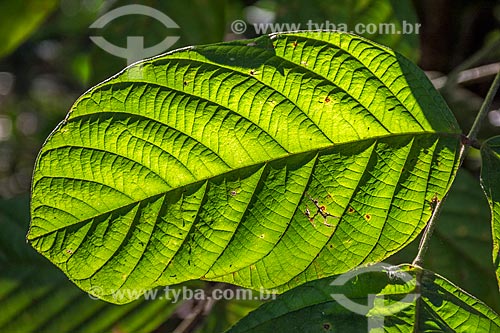  Detail of leaf - Bela Vista Biological Sanctuary  - Foz do Iguacu city - Parana state (PR) - Brazil