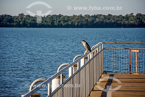  Black-crowned night heron (Nycticorax nycticorax) perched on the banks of the Parana River - port of the Itaipu Hydrelectric Plant  - Foz do Iguacu city - Parana state (PR) - Brazil