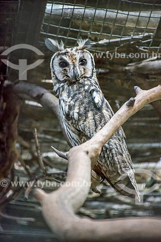  Striped owl (Pseudoscops clamator) - Bela Vista Biological Sanctuary  - Foz do Iguacu city - Parana state (PR) - Brazil