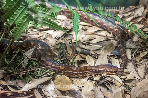  Detail of snake - Bela Vista Biological Sanctuary  - Foz do Iguacu city - Parana state (PR) - Brazil