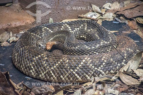  Detail of rattlesnake (Crotalus durissus) - Bela Vista Biological Sanctuary  - Foz do Iguacu city - Parana state (PR) - Brazil